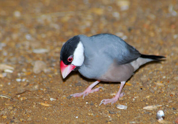 Image of Java Sparrow