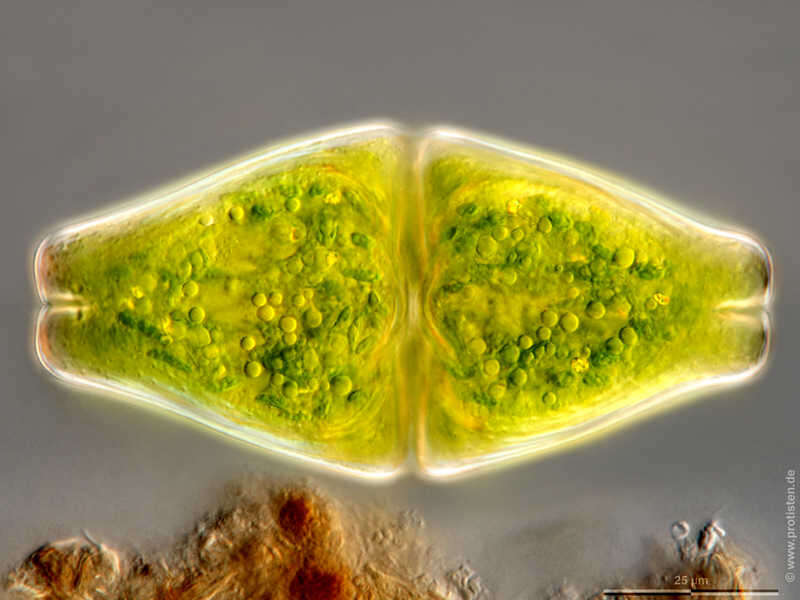 Image de Euastrum ansatum var. rhomboidale