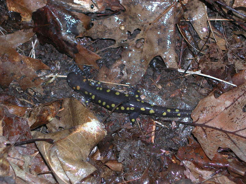 Image de Salamandre maculée