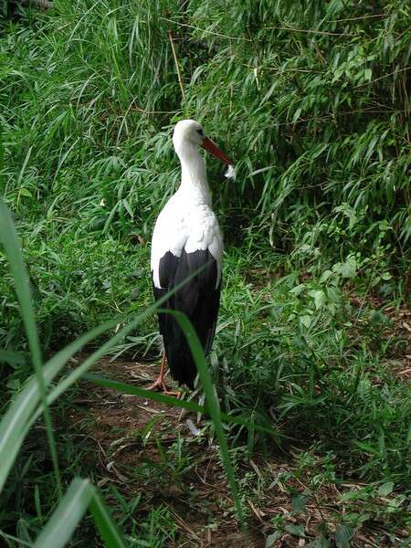 Image of White Stork