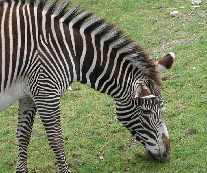 Image of Grevy's Zebra