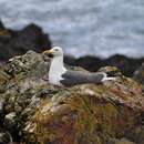 Image of European Herring Gull