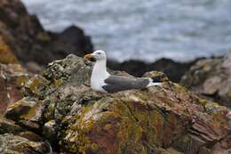 Image of European Herring Gull