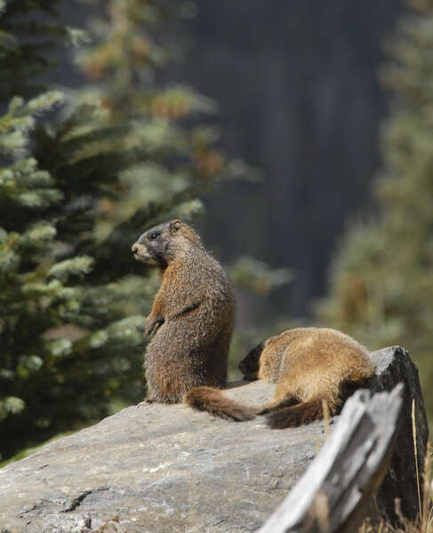 صورة Marmota subgen. Petromarmota Steppan et al. 1999