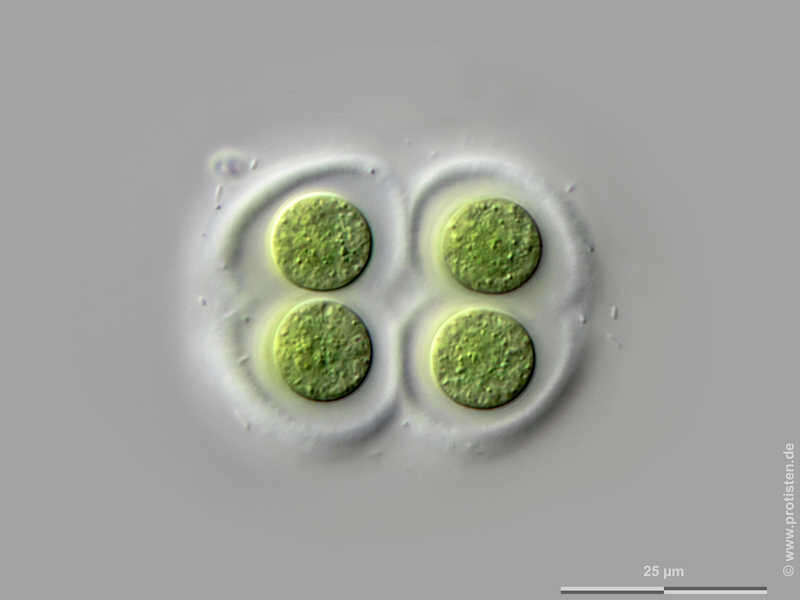 Image de Chroococcus subnudus (Hansgirg) G. Cronberg & J. Komárek 1994