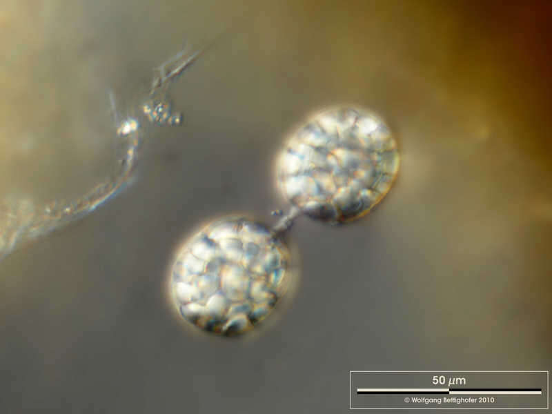 Image of Achromatium oxaliferum