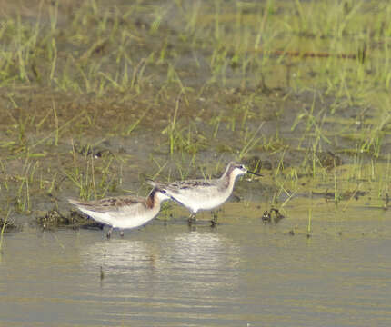 Image of Long-billed Dowitcher