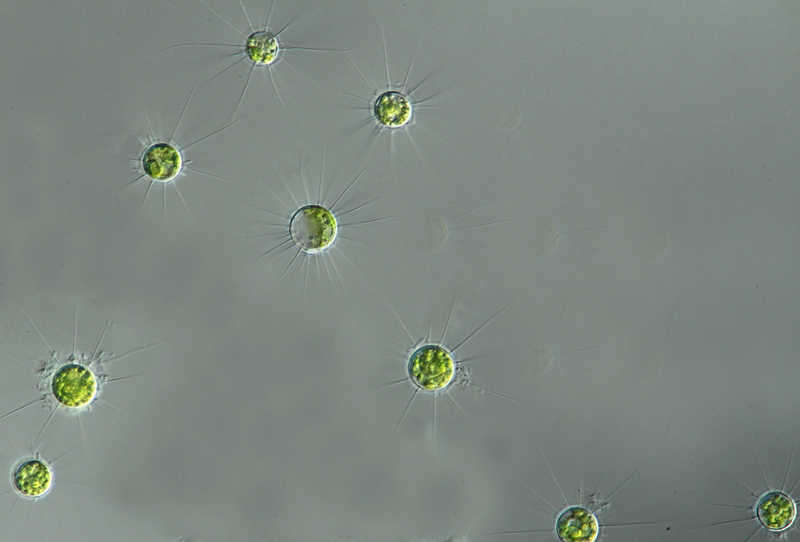 Image of Golenkiniaceae