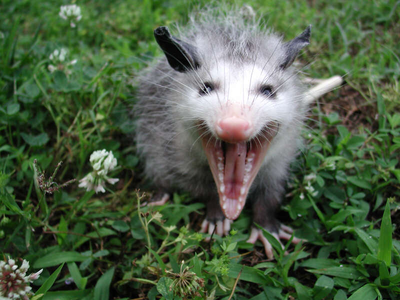 Image of Virginia Opossum