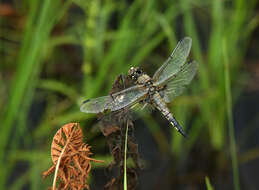 Image of Four-spotted Chaser