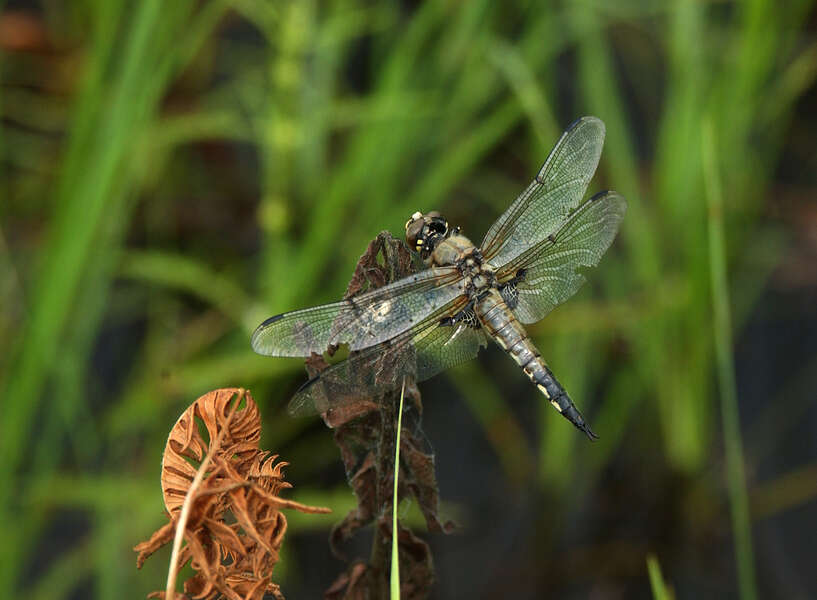 Image of Four-spotted Chaser