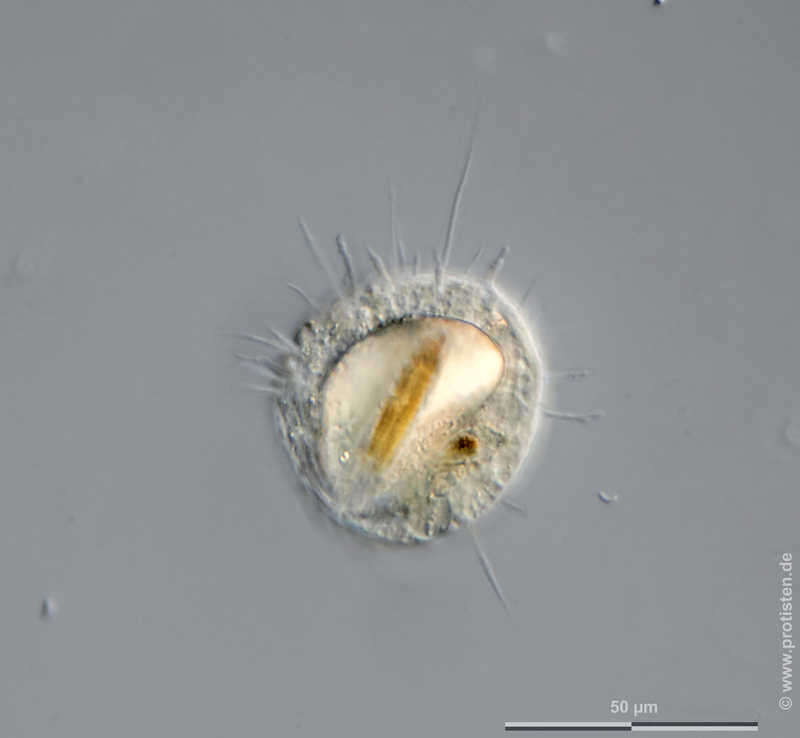 Image of Nucleariidae