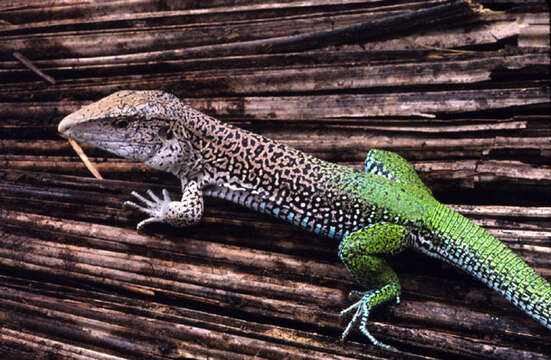 Image of Common Puerto Rican Ameiva