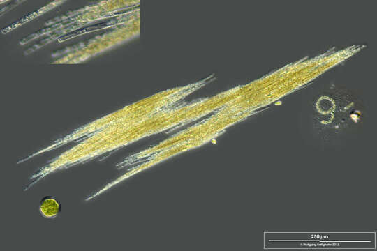 水華束絲藻的圖片