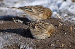 Carduelis flavirostris的圖片