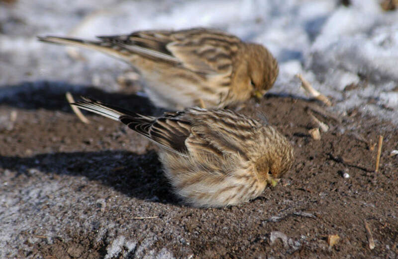 Imagem de Carduelis flavirostris