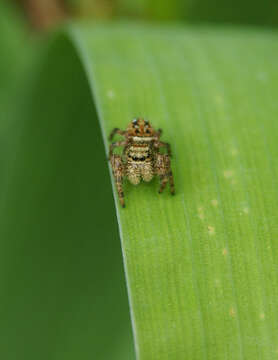 Image of Salticidae