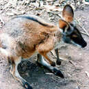 Image of Black-striped Scrub Wallaby