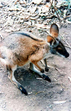 Imagem de Macropus dorsalis (Gray 1837)