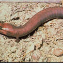 Image of Red Hills Salamander