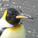 Kral penguen resmi