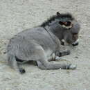 Image of Ass -- Feral donkey