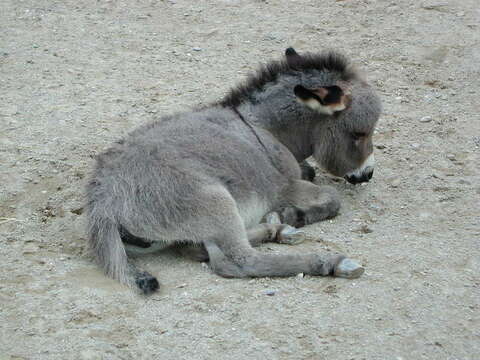 Image of Ass -- Feral donkey