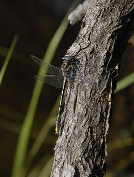 Image of Lancet Clubtail