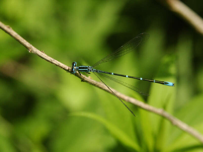 Image of Stream Bluet