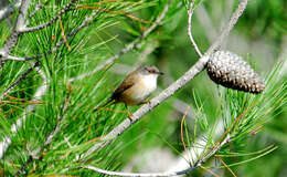 Image of Sylvia conspicillata