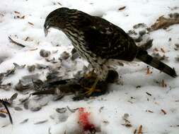 Image of Cooper's Hawk