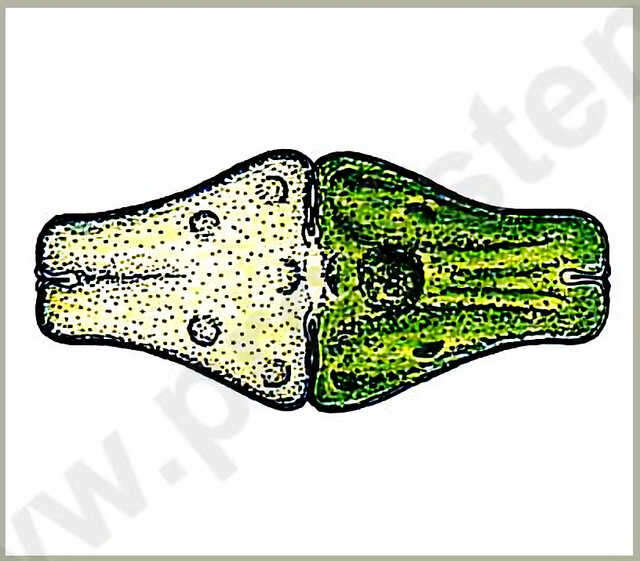 Image of Euastrum ansatum var. ansatum Ralfs 1848