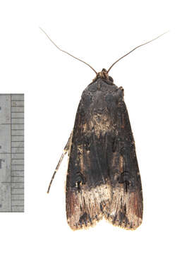 Image of Agrotis