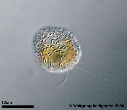 Image of Hymenomonas roseola Stein 1878