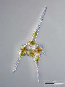 صورة Ceratium hirundinella