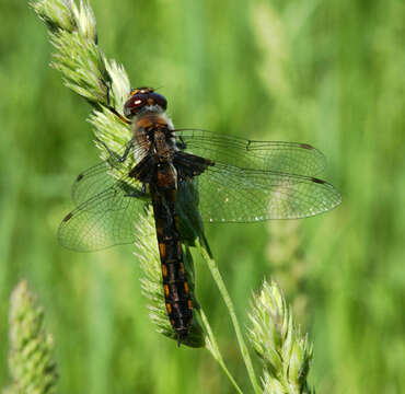 Image of Common Baskettail