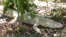 Image of Alligator