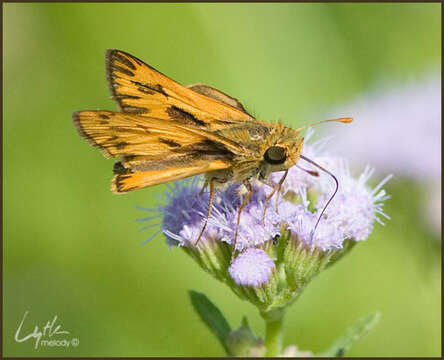 Plancia ëd Hylephila phyleus