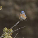 Image of Western Bluebird