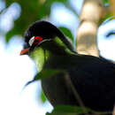 Image of Hartlaub's Turaco