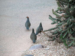 Image of Gambel's Quail