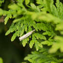 Image of Pasture Grass-veneer