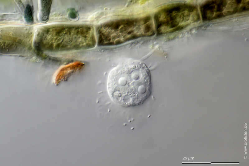 Image of Nuclearia delicatula