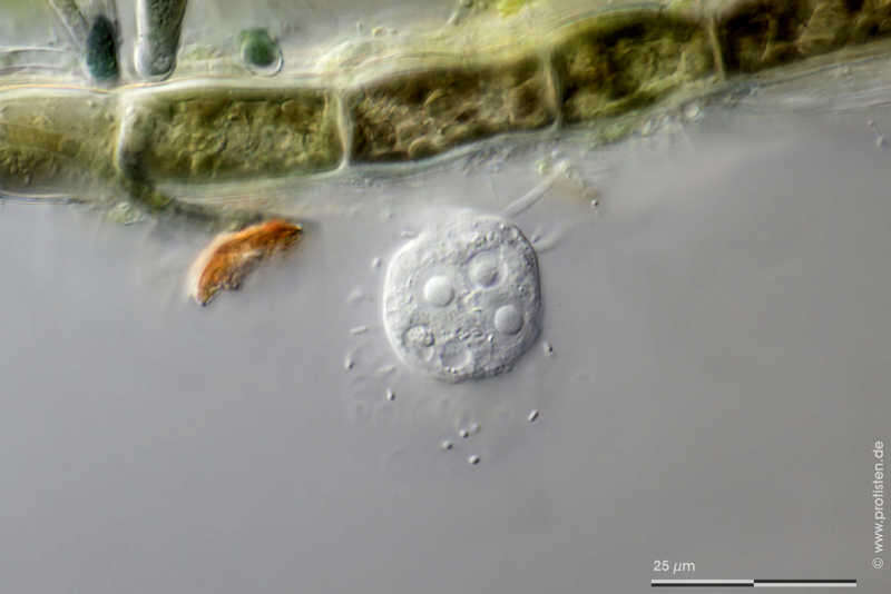 Nuclearia delicatula resmi