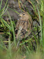 Carduelis flavirostris的圖片