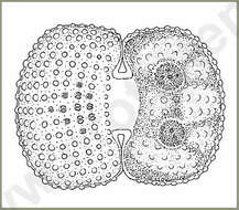 Image of Cosmarium conspersum var. latum (Brébisson) West & G. S. West 1912