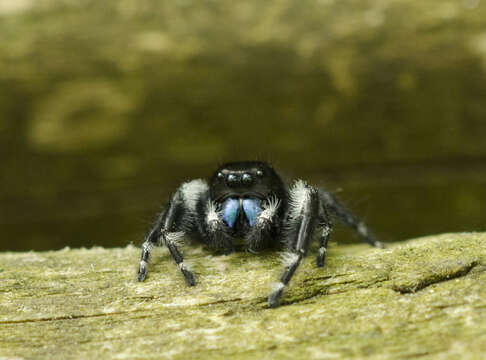 Image of Bold Jumper