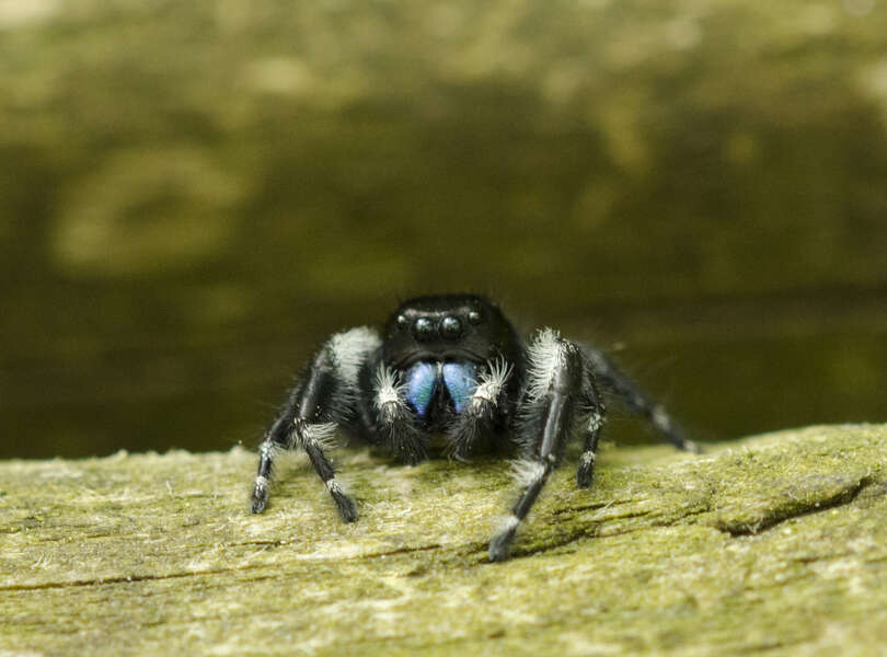 Multimedia Gallery - A bold jumping spider