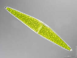 Image of Closterium lunula