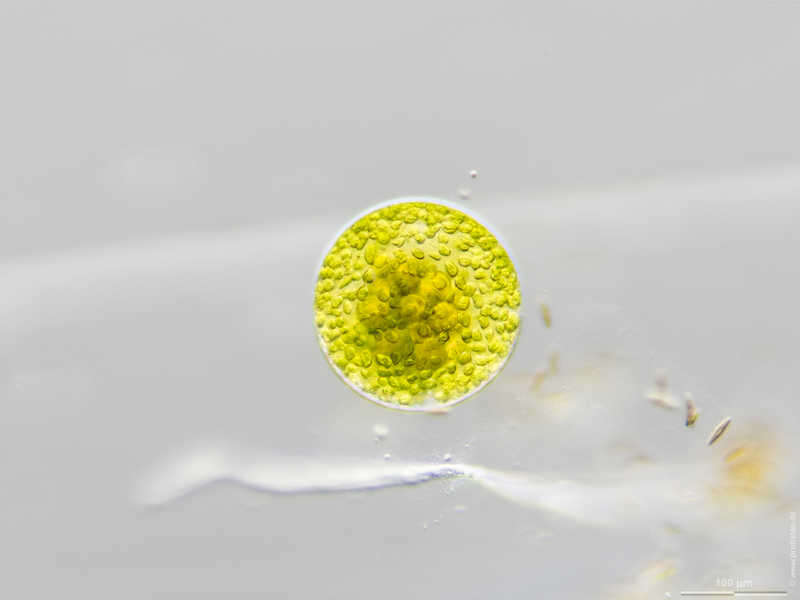 Image of Eremosphaera viridis